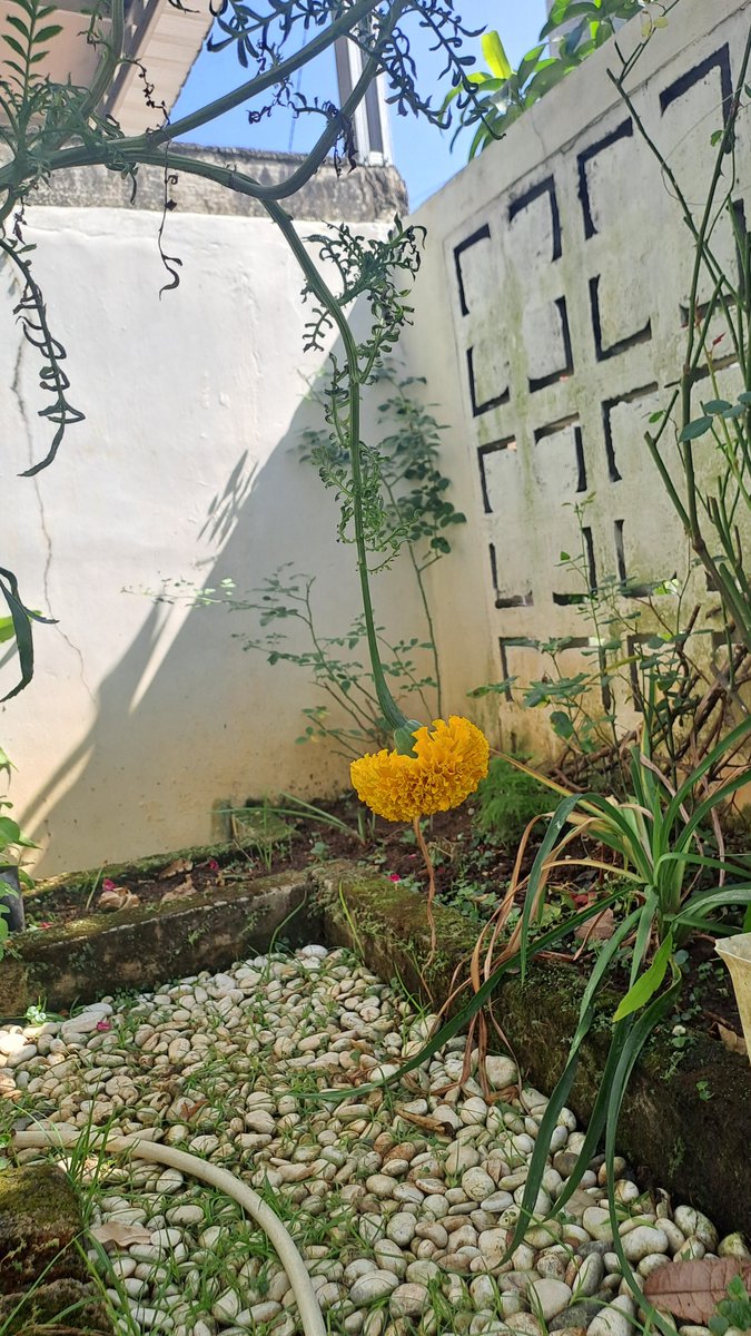 indaho_indah's tweet photo. Selamat pagi...

Pagi yg cerah dan sangat berangin hari ini 🌼🌸🌹🌿🪴

Sumpah ini kabel listrik/indihom ganggu beut. https://t.co/k3ZxRCKcsC