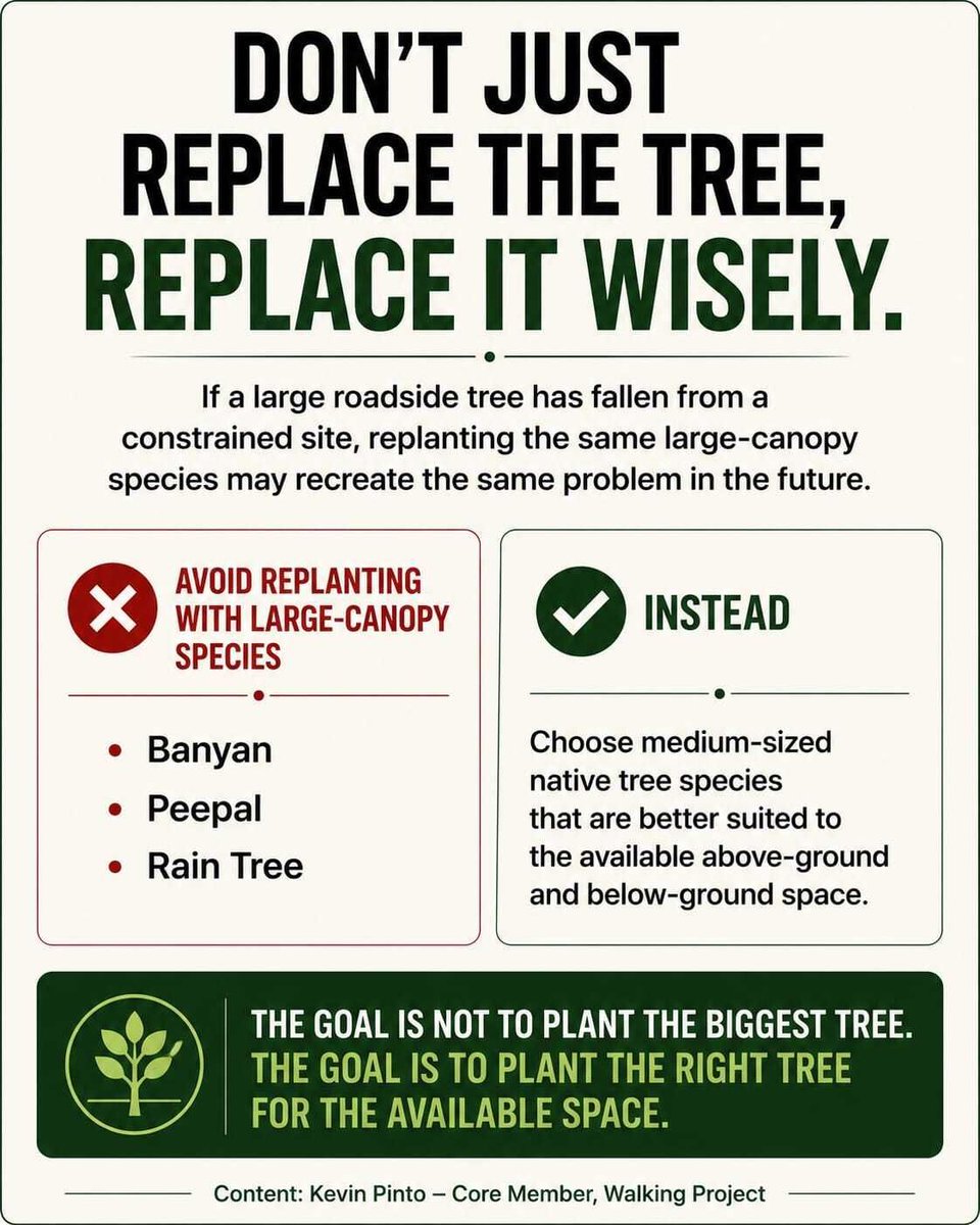 walkingproject's tweet photo. This July in  Mumbai, we have seen an unprecedented number of tree fall incidents in a short span of time. Over 1,100 trees fell within a week, with nearly 500 falling in a single day. While strong winds may have been the trigger, the real fuel is years of systemic malpractice in tree management. So, what is the solution? Read below.

#WalkingProject #TreeFall