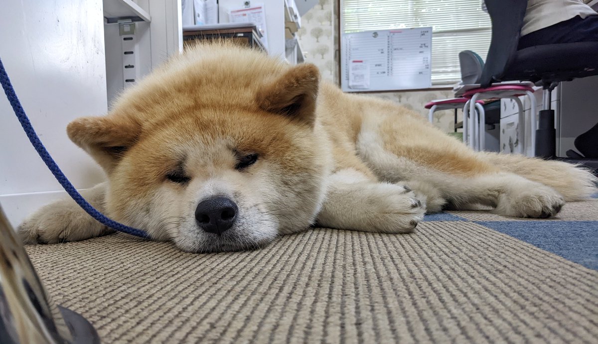 akitainuho's tweet photo. 名前：銀ちゃん
性別：男の子 
毛色：赤毛 
年齢：9歳 （8月2日で10歳🎂）
特徴：困り顔のもちもちほっぺ。ほぼ動じない。声が小さい。急なハプニングに喜ぶ。22キロの小柄。大体寝ている。 
性格：小さい事は気にしない。基本的に無関心。特に困ってはいない。 https://t.co/IBjubk1Kmn