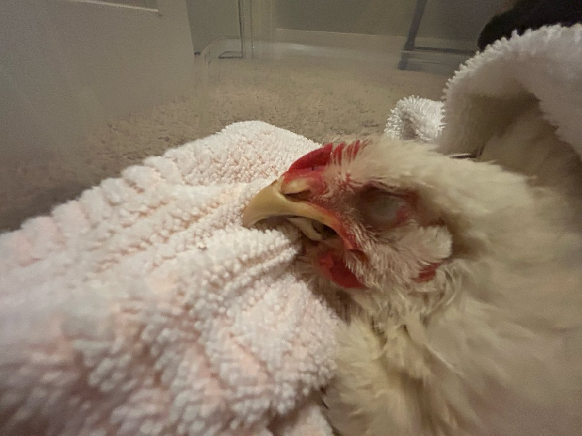 Clarrisa326's tweet photo. RIP sweet Stinky. You were the King of all Cornish . Such a sweet boy. Sorry I couldn’t save you little man. https://t.co/e9DFIHQEUs