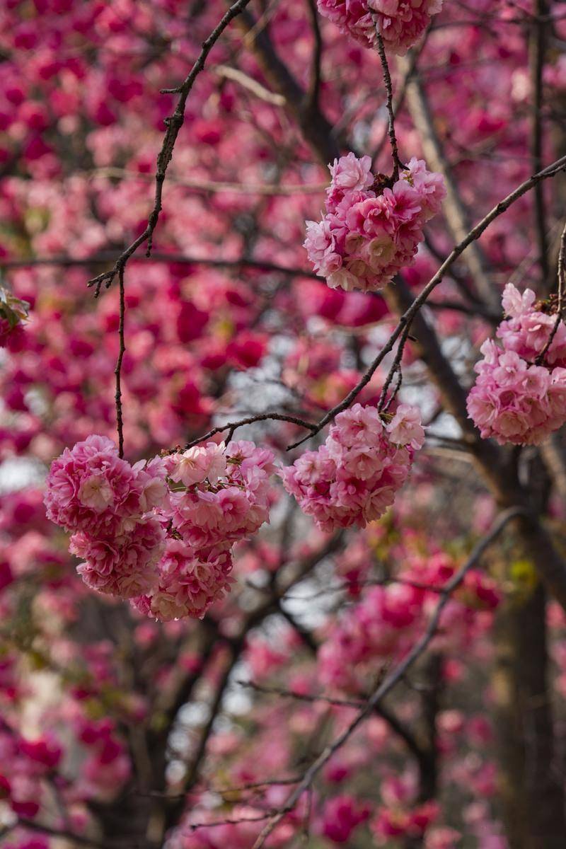 JulianaWalka's tweet photo. Warm breeze + blooming cherry blossoms = the perfect April afternoon , https://t.co/Gu7WpEfuvn