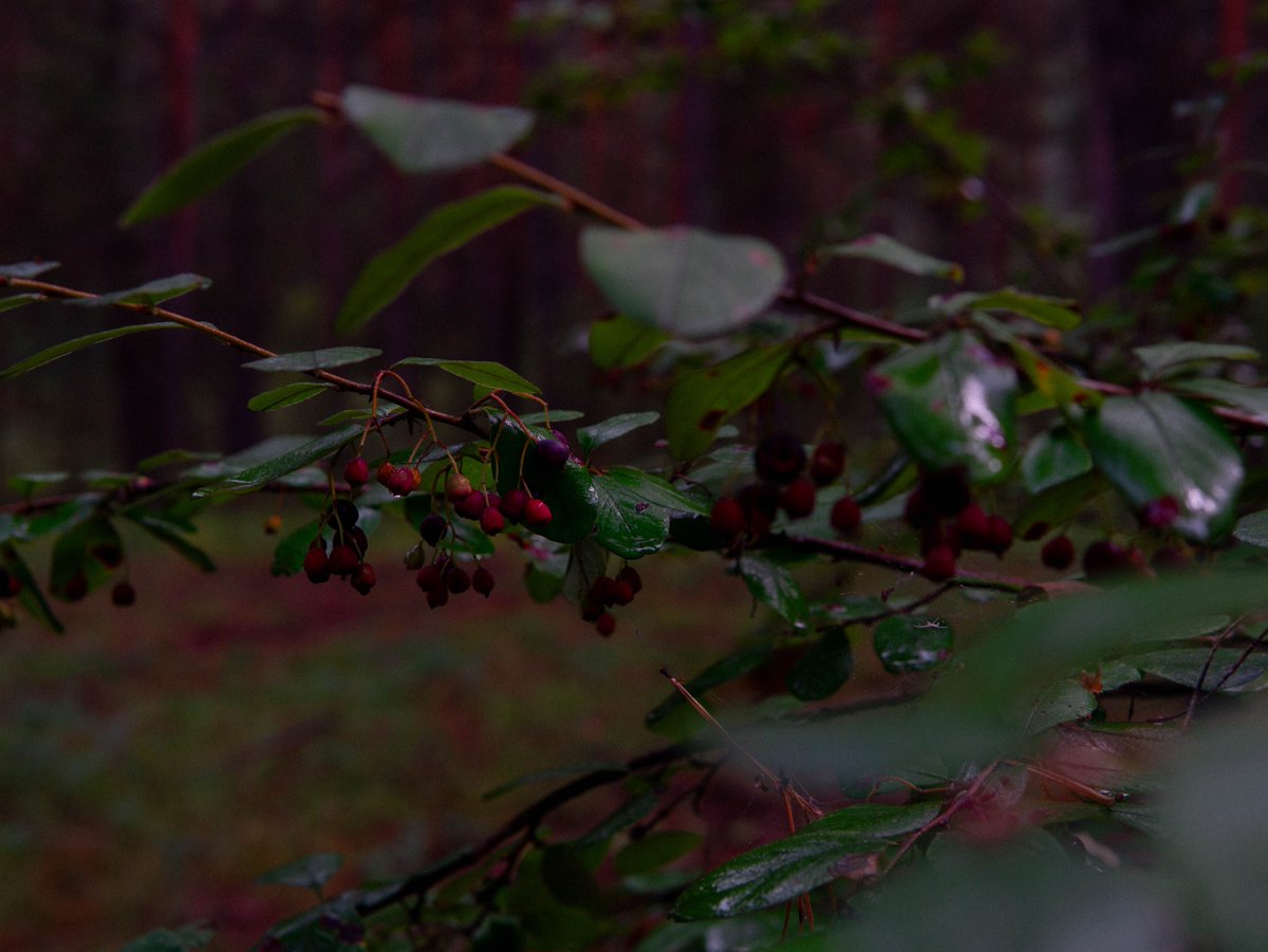 noisyfocks's tweet photo. i like shooting berries and shi https://t.co/3pDMEoOdvD