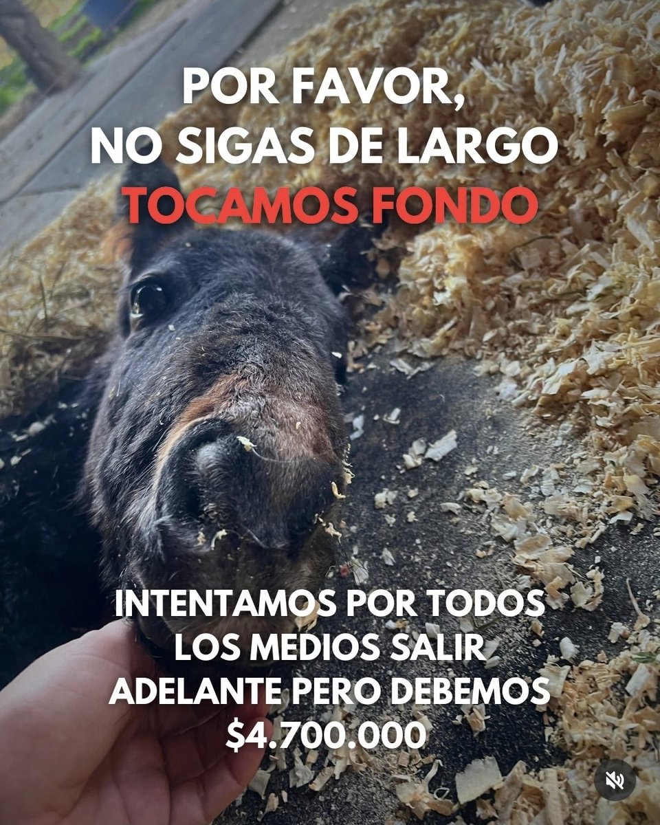 ens1996_'s tweet photo. Sé que no tiene nada que ver pero me parece algo importante y la verdad creo que difundir les serviría mucho. 

Es un refugio de caballos que tiene +30 y otros animalitos, y los reciben en condición tristisimas. Tienen una deuda de casi 5 millones y no pueden pagar el alquiler. 

El alias es: 
https://t.co/6TT8xlTkgd
https://t.co/1Sn93pOFHh 

Gracias 🥹