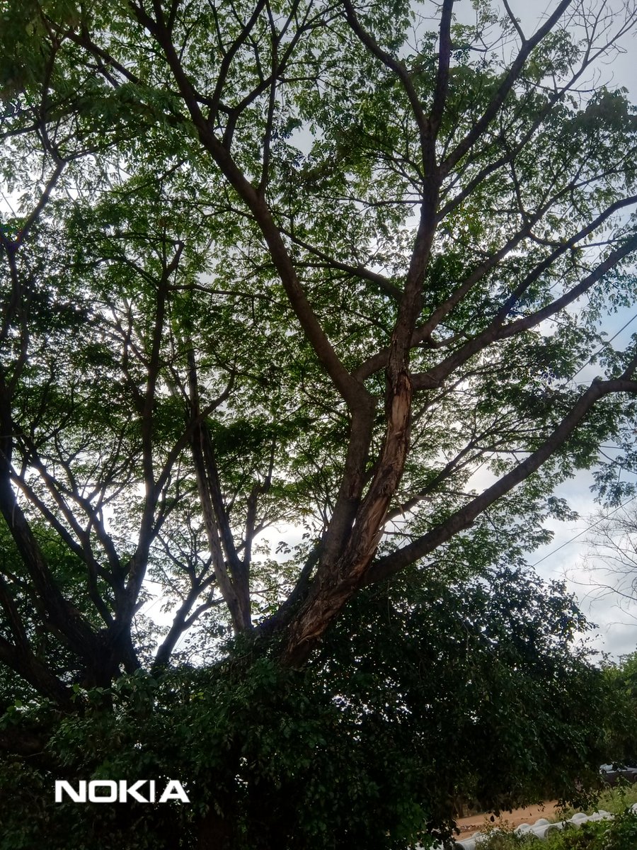 ranjithhs's tweet photo. @ICCCBengaluru @AbbigereV @GBA_office @SMunirajuBJP sir please remove dead branch near rajalakshmi hospital, abbigere lake abbigere-laxmipura road @BBMPSWMSplComm @bbmpcommr @krishnabgowda 
DM if you need exact location https://t.co/EDuOPnaMqG