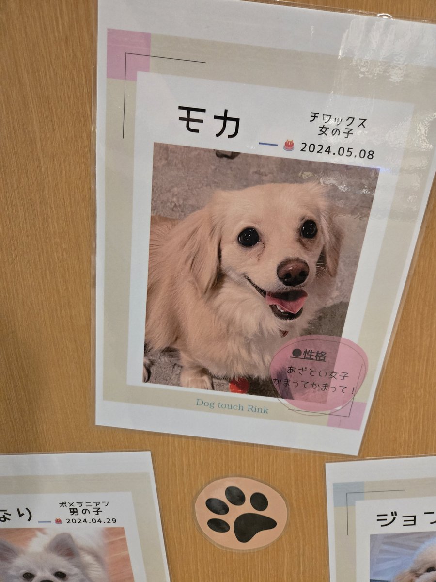 chamu_0520's tweet photo. 昨日もか発見‼️

性格
あざとい

わかるわー

 #甘処癒もか https://t.co/Q4gTP0nYHD