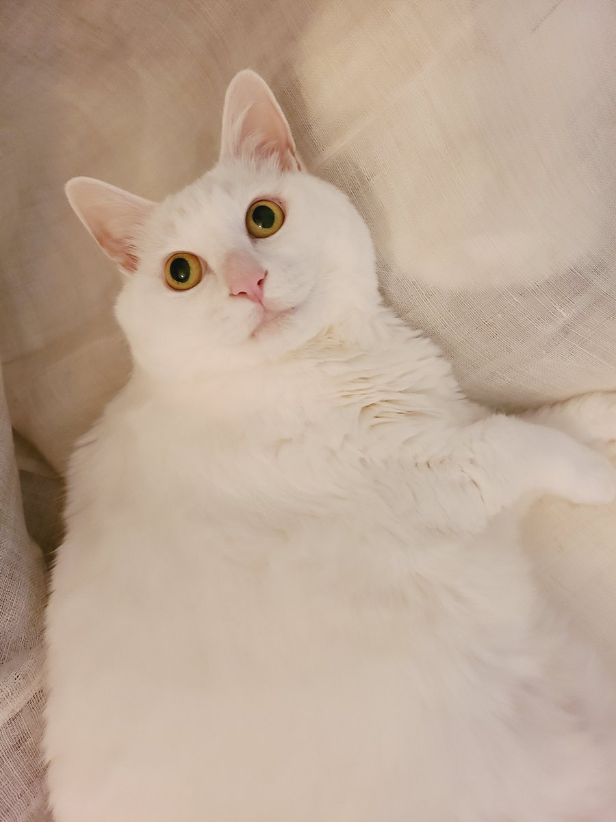 catDu_Bu's tweet photo. 귀욤둥이 두부 https://t.co/R5w51SCYFI