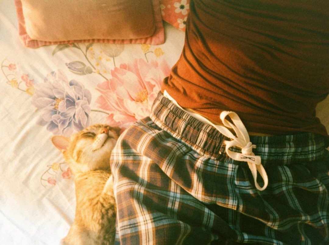 faeberri_'s tweet photo. kitty :3 https://t.co/1Rk5J6vJ7u