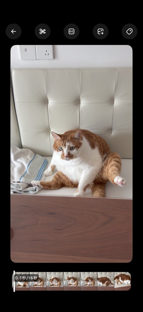 羽砚🐾（睡不醒版 tweet media