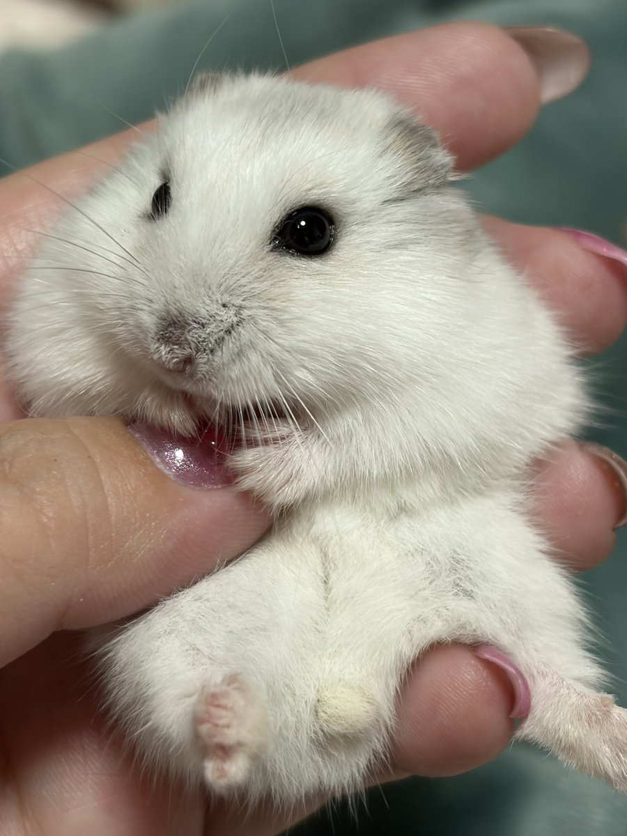 Julia_hamham's tweet photo. 本日のマニア向け https://t.co/eQjHx4PJRd
