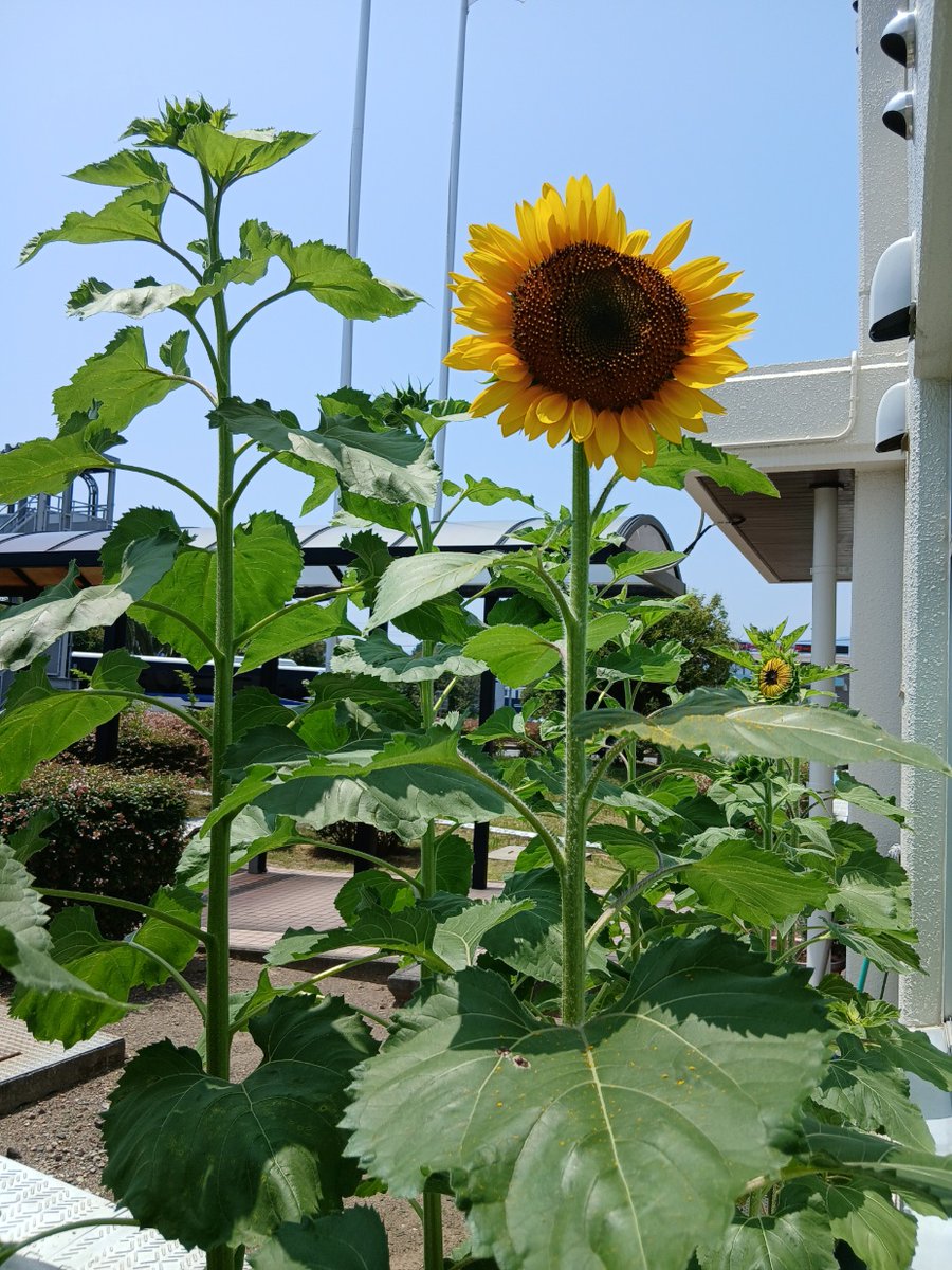 SP_kousoku's tweet photo. 高速隊のひまわりが咲きました🌻
梅雨が明け、酷暑が続き疲れやすいこの季節🌞
疲れた状態で高速道路を運転すると大事故に!!
疲れたときは無理せずSAなどで休んでリフレッシュ⭐
太陽に向かって咲くひまわりのように、今日も元気よく安全運転でお願いします!!  ('◇')ゞ https://t.co/lvAYl6uRFp