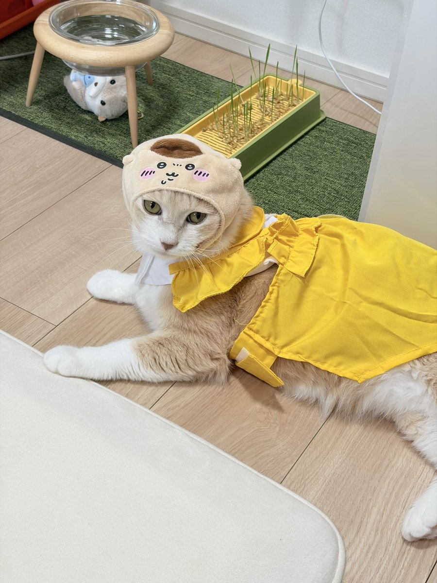 chabi_story's tweet photo. 이것저것 입혀도 
골골거리는 고양이 https://t.co/q7kmjOygda
