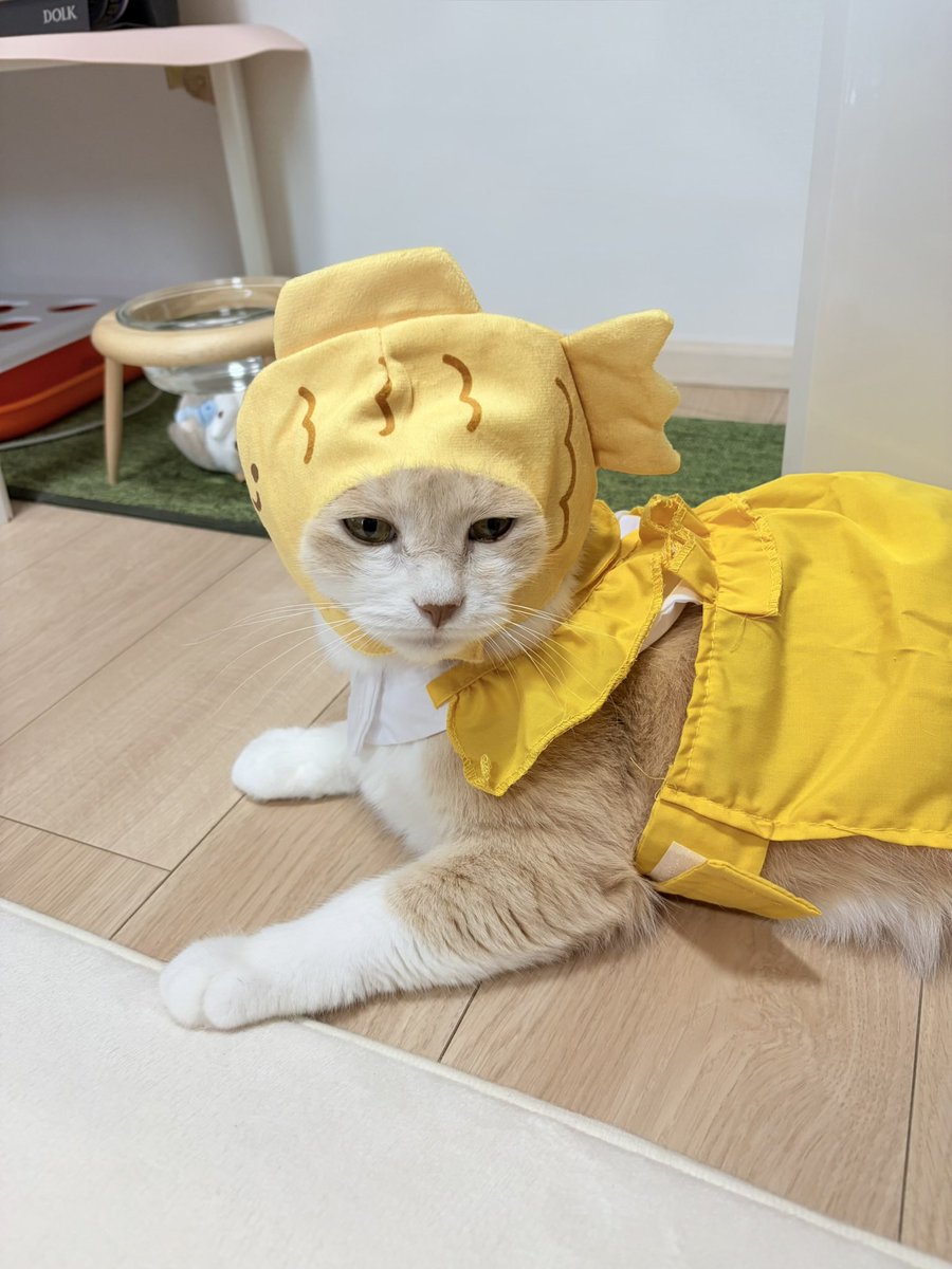 chabi_story's tweet photo. 이것저것 입혀도 
골골거리는 고양이 https://t.co/q7kmjOygda
