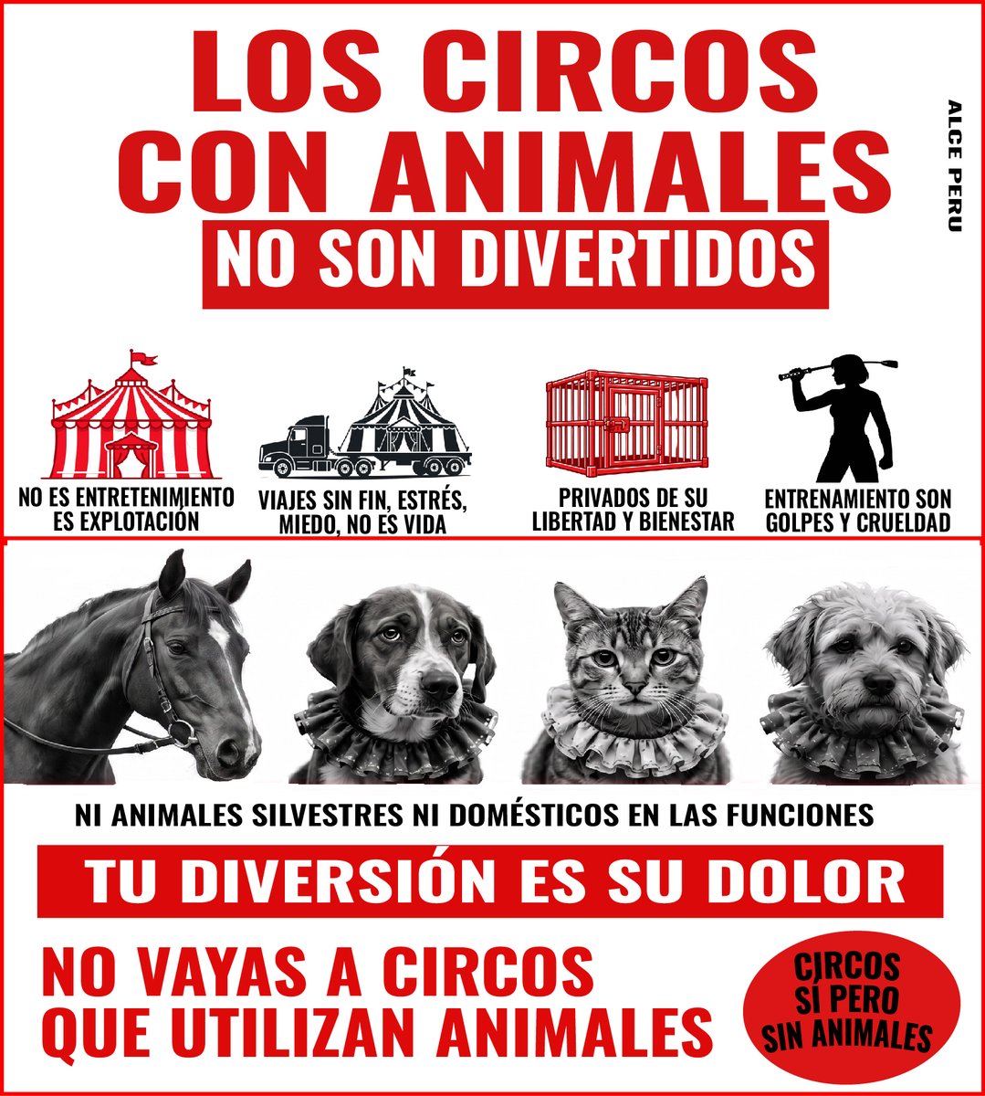 ALCOPERU's tweet photo. #CIRCOS: no importa si es un elefante o un perro: en el circo todos los #animales sufren maltrato y explotación, por eso no vayas a circos o espectáculos que usen animales, denuncia y exige una ley q los prohíba a todos. Videos; ciro de la Chola Chabuca y de los hermanos Vásquez. https://t.co/5GsrqrIUkK