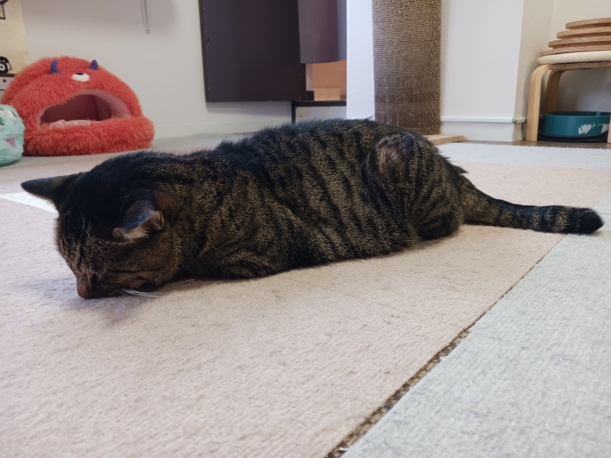 CatcafeTamayura's tweet photo. たまゆらで一番ビッグサイズのギガ君👀⚠
遊び疲れて寝てしまった子供のようにクタッと寝ている姿は、とってもコンパクト…🤭

本日13-16時、18-21時の営業です。
ご来店お待ちしております✨
 #人形町
 #里親募集 https://t.co/1t5Lvel7Ne