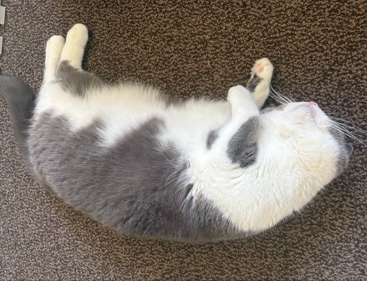 l9mq_y's tweet photo. 毎日床に猫が落ちてます😆
お留守番頑張って👍 https://t.co/INR1N6eC2a