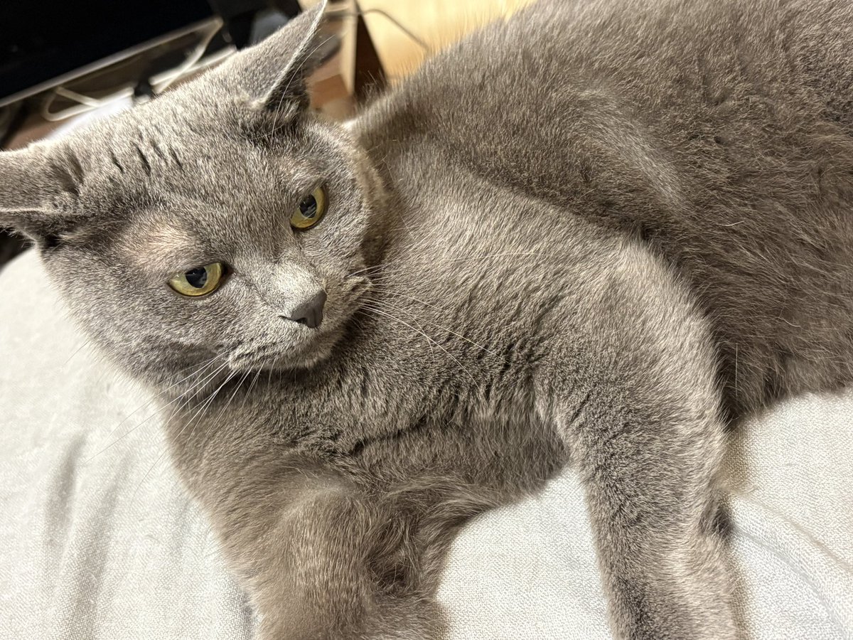 riritamemory's tweet photo. 写真になると目付きがとても悪くなる https://t.co/768RVi1Iio