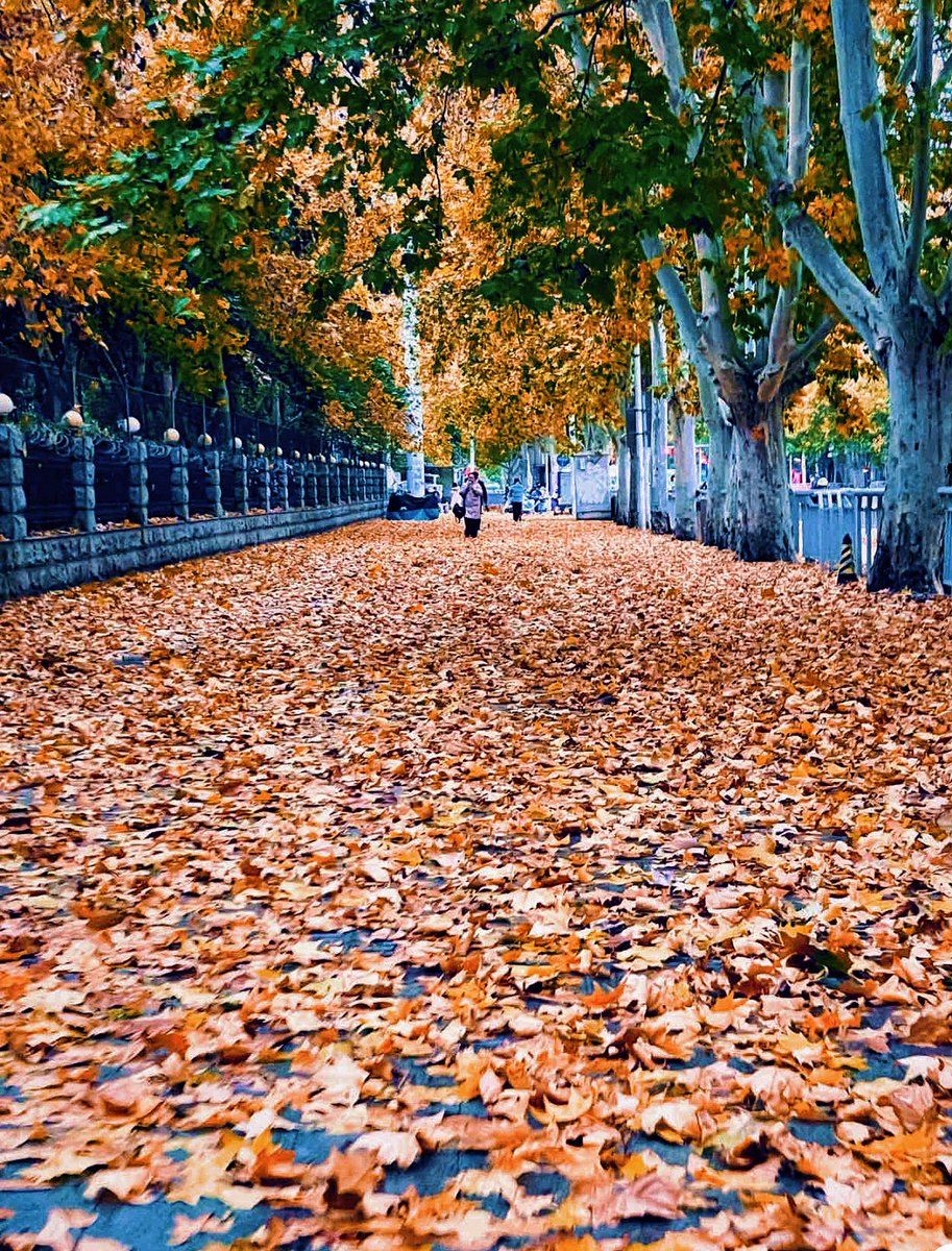 forte_gil's tweet photo. Chilly autumn breeze u0026 golden leaves  Perfect weather for a warm coffee walk! https://t.co/v4q12jsNPM