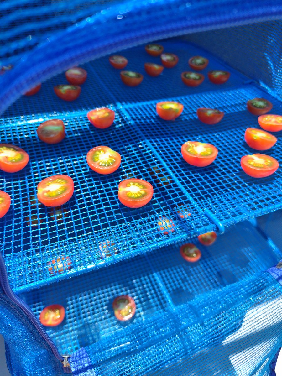 暑さヤバい。 自家製ドライトマトづくりが捗る