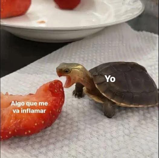 plusmascotas's tweet photo. https://t.co/z9HpbOvYMR