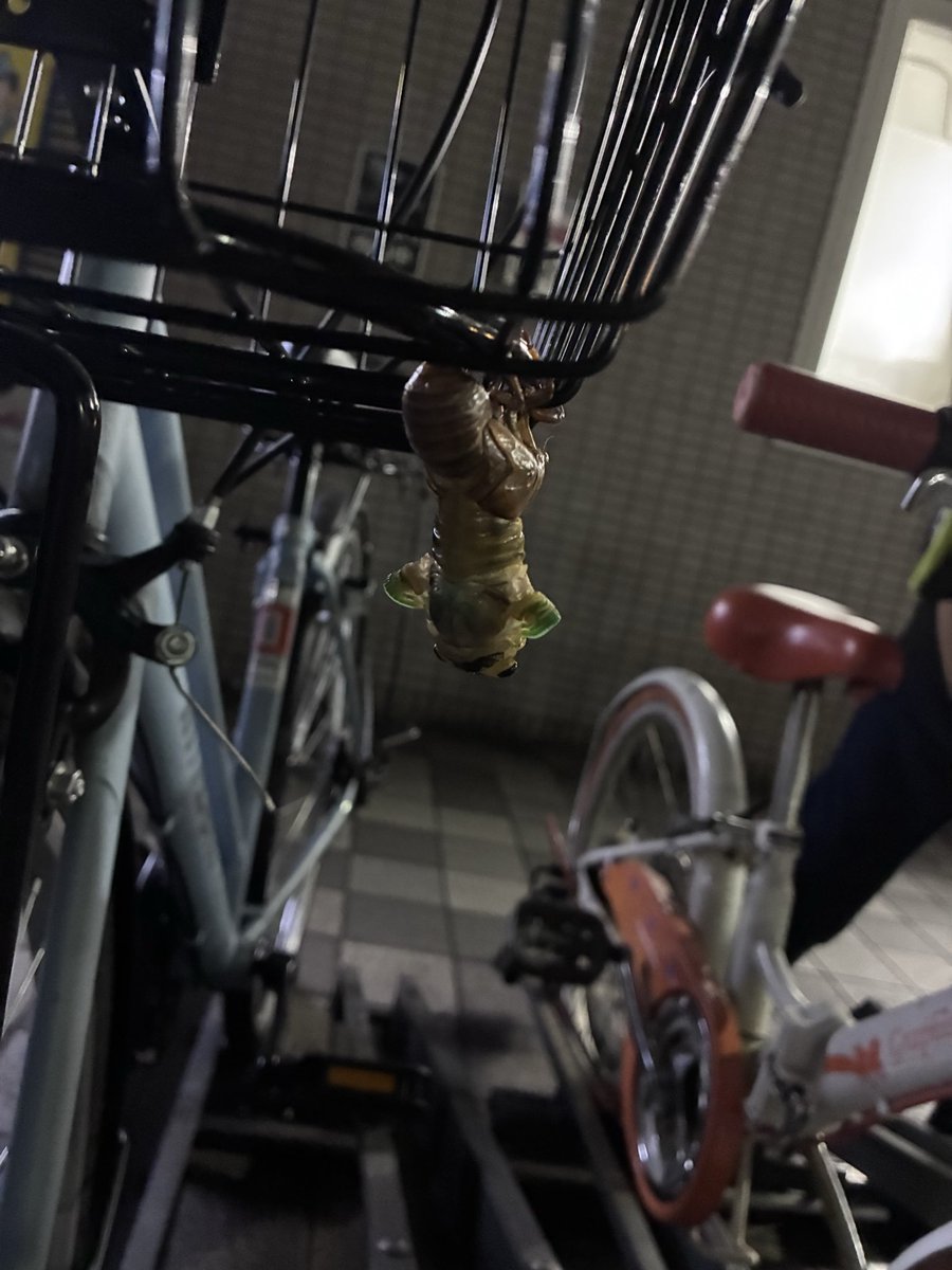 champeemanb's tweet photo. 夜出かけて帰ろうと思ったらわしのチャリで羽化しようとしてるやつがいてやな。長男が「振動とかあかんから。歩いて帰るしかないで」って言われてやな。しゃーなし歩いて帰ったわ。今朝チャリ取りに行ったら抜け殻だけやったから無事に飛んでったんやな？わしの徒歩帰宅無駄になってないな？ https://t.co/Ar4rp0pKMm