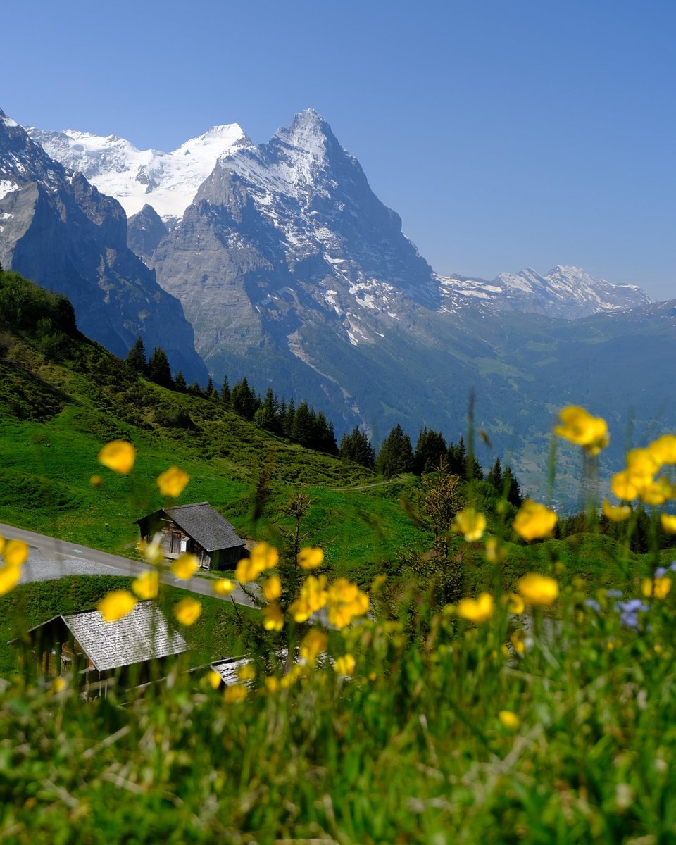 silenttearthh's tweet photo. Morning in Swiss Alps https://t.co/NFfpja23L7