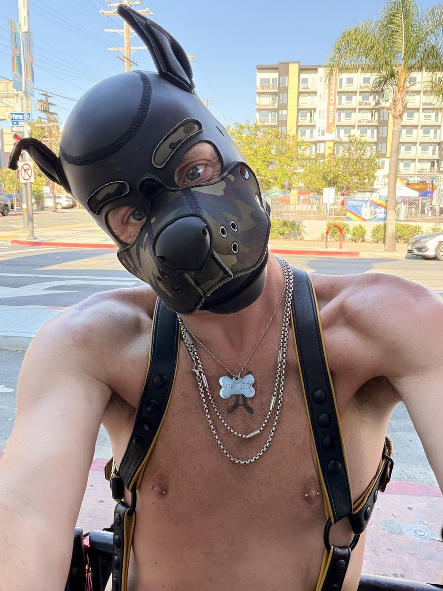 ariqroth's tweet photo. #pup #pupplay #gaypup #harness #pa #princealbert https://t.co/AcvcAtTN6v