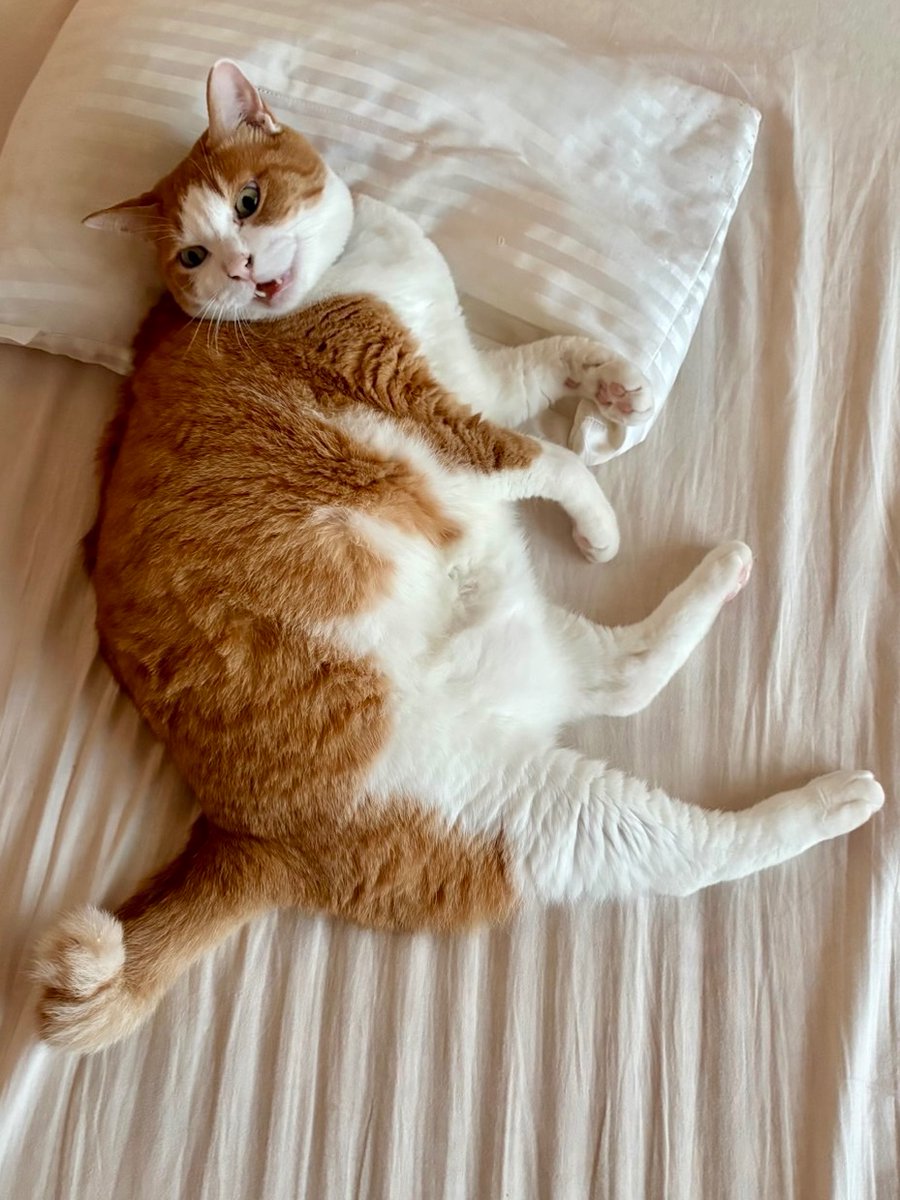 yopich_'s tweet photo. 聞き捨てならない猫、
置いておくね。 https://t.co/Y3YrI7OULQ