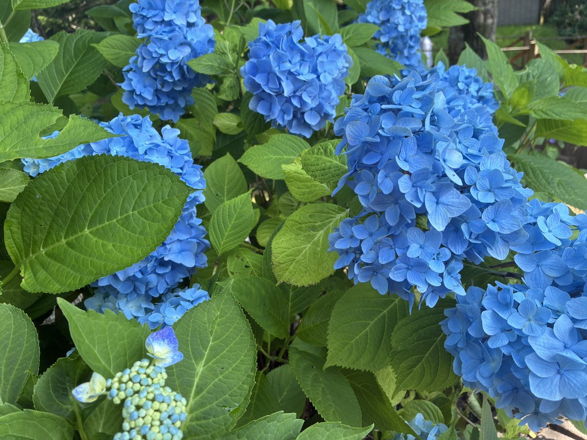 0rororeo's tweet photo. おめだづ、紫陽花が綺麗だよ https://t.co/D4fea5TdJA