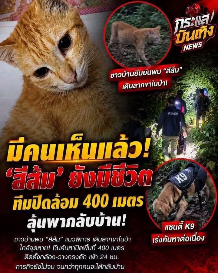 thenoob_TT's tweet photo. ขอให้เจอน้องเร็วๆ ขอให้น้องปลอดภัย

มีคนเห็นแล้ว น้องส้มยังมีชีวิตอยู่
ชาวบ้านพบ สีส้ม แมวพิการ 
เดินลากขาเข้าป่า ใกล้จุดหาย
ทีมคนหาปิดล้อมพื้นที่400เมตร
ลุ้นพากลับบ้าน

☆☆ข้อมูลจากเพจ ชมรมคนรักแมว☆☆
#TheHopeThailand
#ชมรมคนรักแมว
#แม้วส้ม https://t.co/bUhN5uk0up