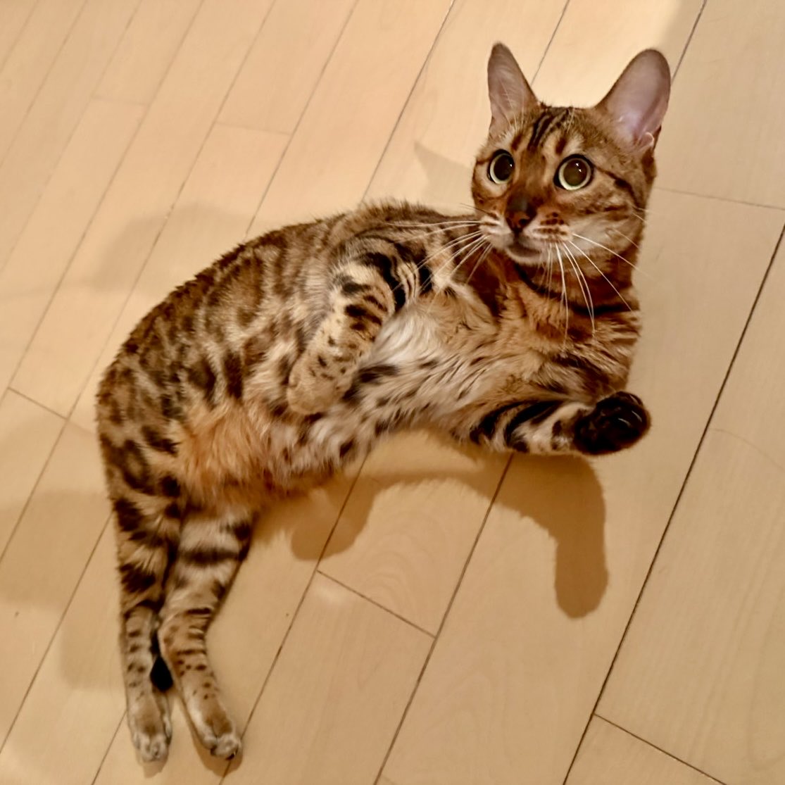 redcomet1113's tweet photo. マイケル真似てみた
#サラちゃん 
#ベンガル #ベンガル猫 
#猫のいる暮らし #猫のいる生活 #猫のいる幸せ #ブリーダー #alancathee https://t.co/JQAqvxEYTY