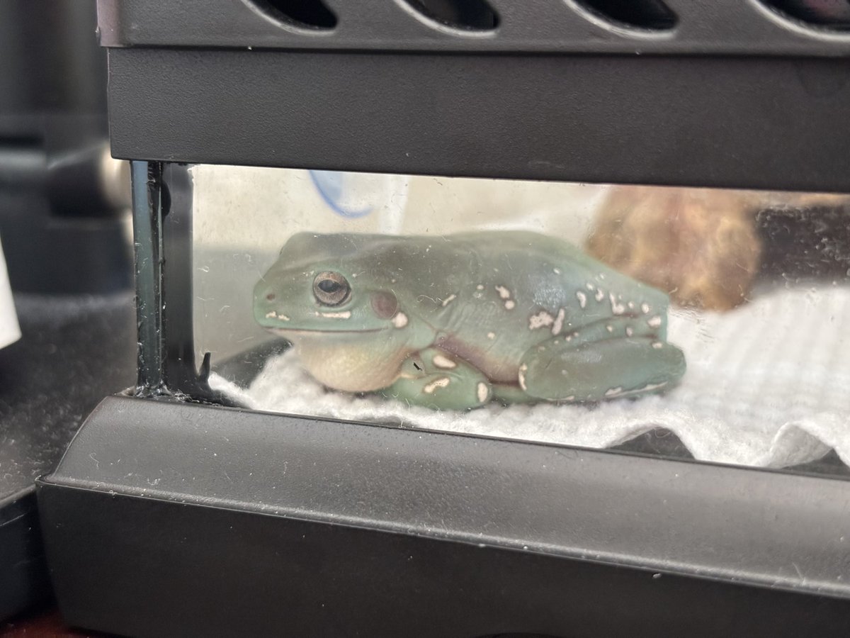 suiath_frog's tweet photo. 鳴いた直後のぷっくりあご🌙 https://t.co/RRcXbMjZfV