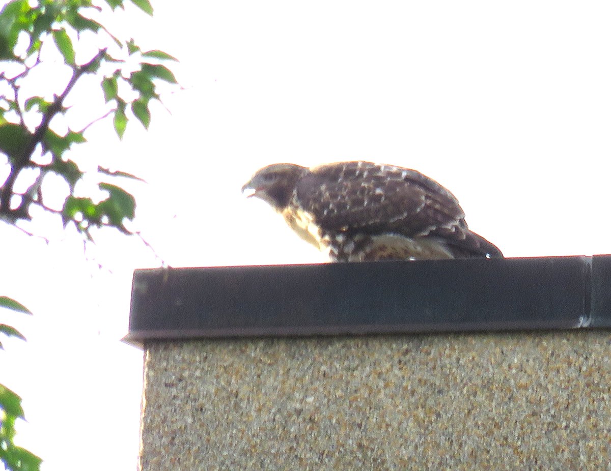 CornellHawks's tweet photo. 18:00, 7/22   Great news!

BR &amp; Arthur spotted together on McGraw on the Arts Quad.

The P's located in the block at corner of Tower Rd. &amp; Feeney Way, one P on Rockefeller &amp; 2nd P on Mallot w/prey.

Many thanks to Suzanne &amp; woodg for the great views of Our Hawk Family together! https://t.co/p1NHpvulnj