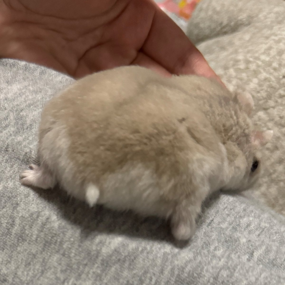 wfoml's tweet photo. 仕事やってらんなすぎる キレそう
これは魅惑のハムケツ https://t.co/jeorMdxg9b