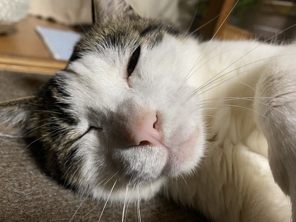 RIKA53247404's tweet photo. こんにちは。
連日の蒸し蒸し暑さではくにゃん🐱あちこちに落ちてます。

#猫のいる暮らし　#散歩猫　#保護猫

#気ぶん屋大衆酒場 https://t.co/7mJuMkyqEt