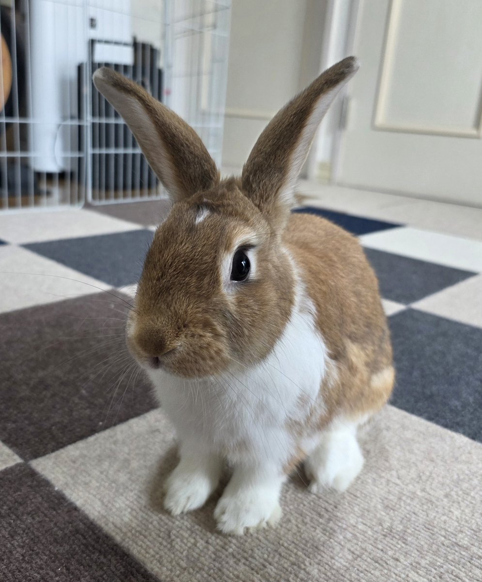 うさぎ こんにちは🥵🐰🐰🐰🐰🫠 #うさぎ