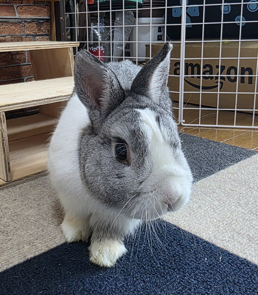 こんにちは🥵🐰🐰🐰🐰🫠 #うさぎ
