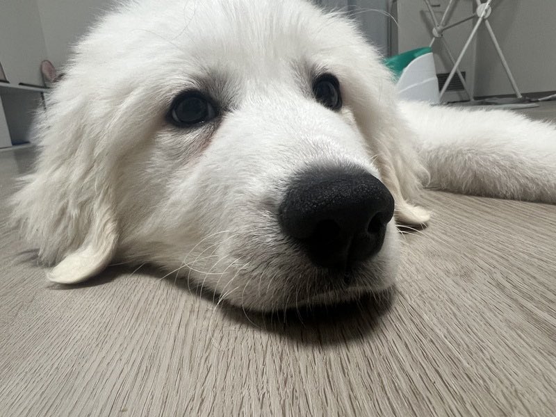 satoya_boshu's tweet photo. グレートピレニーズの里親募集
推定0歳4ヶ月
♂ 北海道

聞き分けの良い子でやんちゃ一面ちゃんとおすわりなどちゃんと待つことができる子犬です
一歳の子供が喘息で犬アレルギーが発症したため飼育困難となりました https://t.co/GbO2GZxlvo