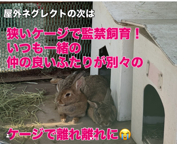 VENUS 世界基準のうさぎの飼い方ガイド tweet media