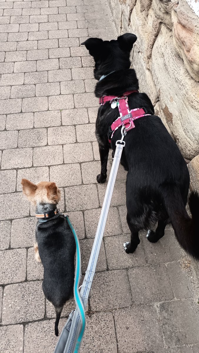 DanyBaumarkt's tweet photo. Morgens halb sieben in Deutschland
#BettyundBenny #Gassigehen #Hunde https://t.co/jwd4GLWupM