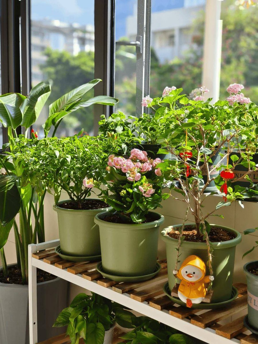vevamberova's tweet photo. Just helped my neighbor carry her new potted plants up the stairs! Small smiles make our neighborhood warmer ， https://t.co/WZ2DkyqLmb