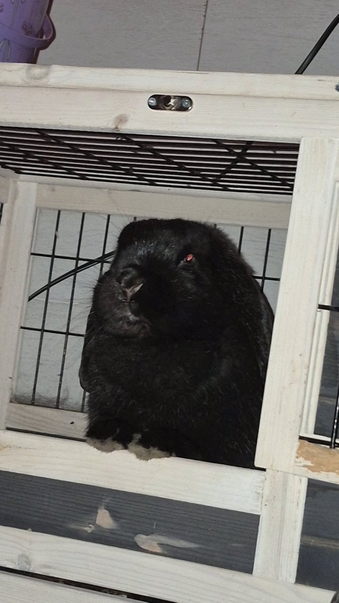 muttthatcuts's tweet photo. @Prett7_one heres my bunny for you https://t.co/5fCJMvo3Ee