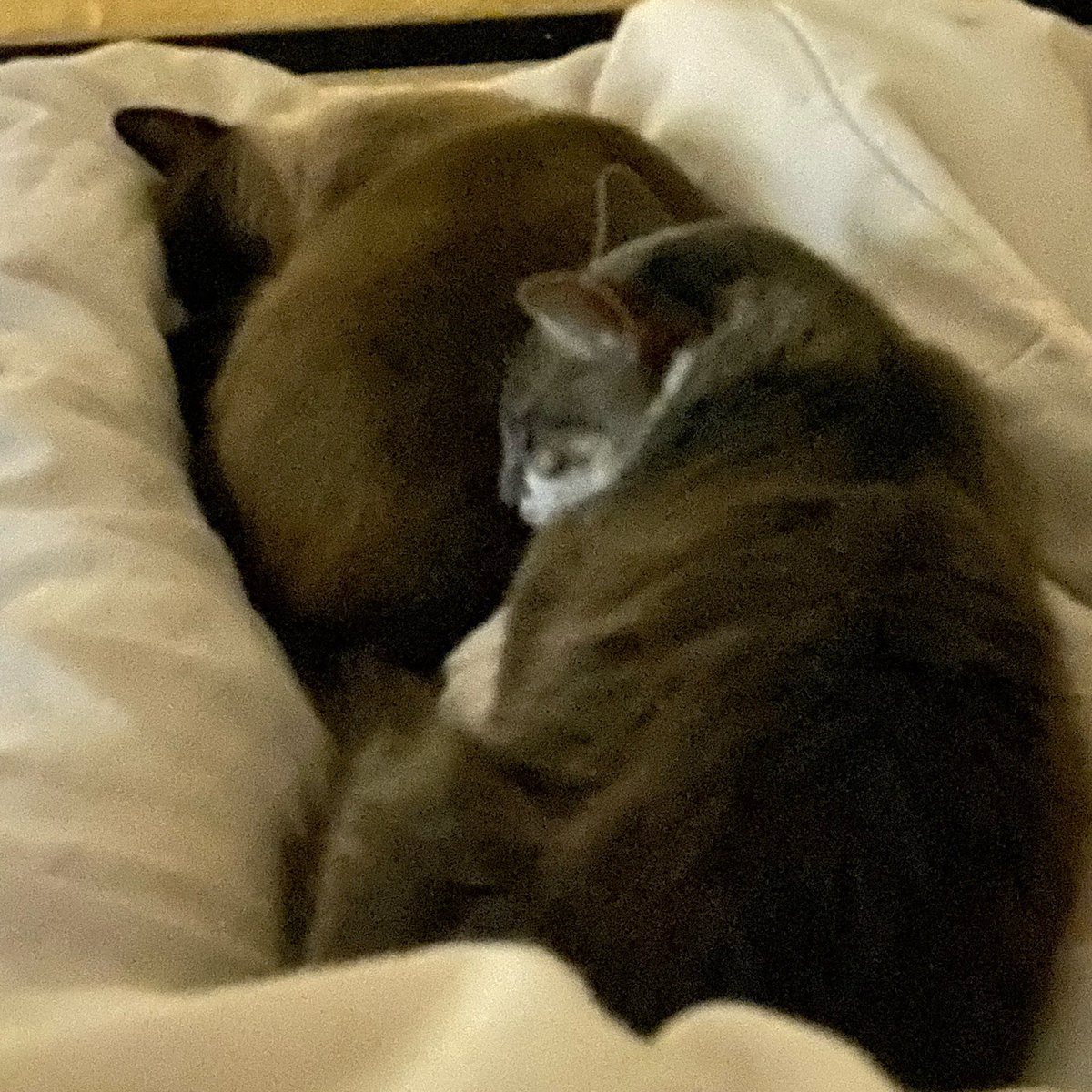bymgabi's tweet photo. acho tão fofo que meus gatos gostam de dormir colados comigo 🤍 https://t.co/6q6kd27nsu