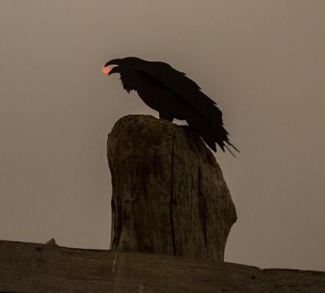 The_Regal_Raven's tweet photo. Early bird gets the sun. https://t.co/vlZNTyAmtp