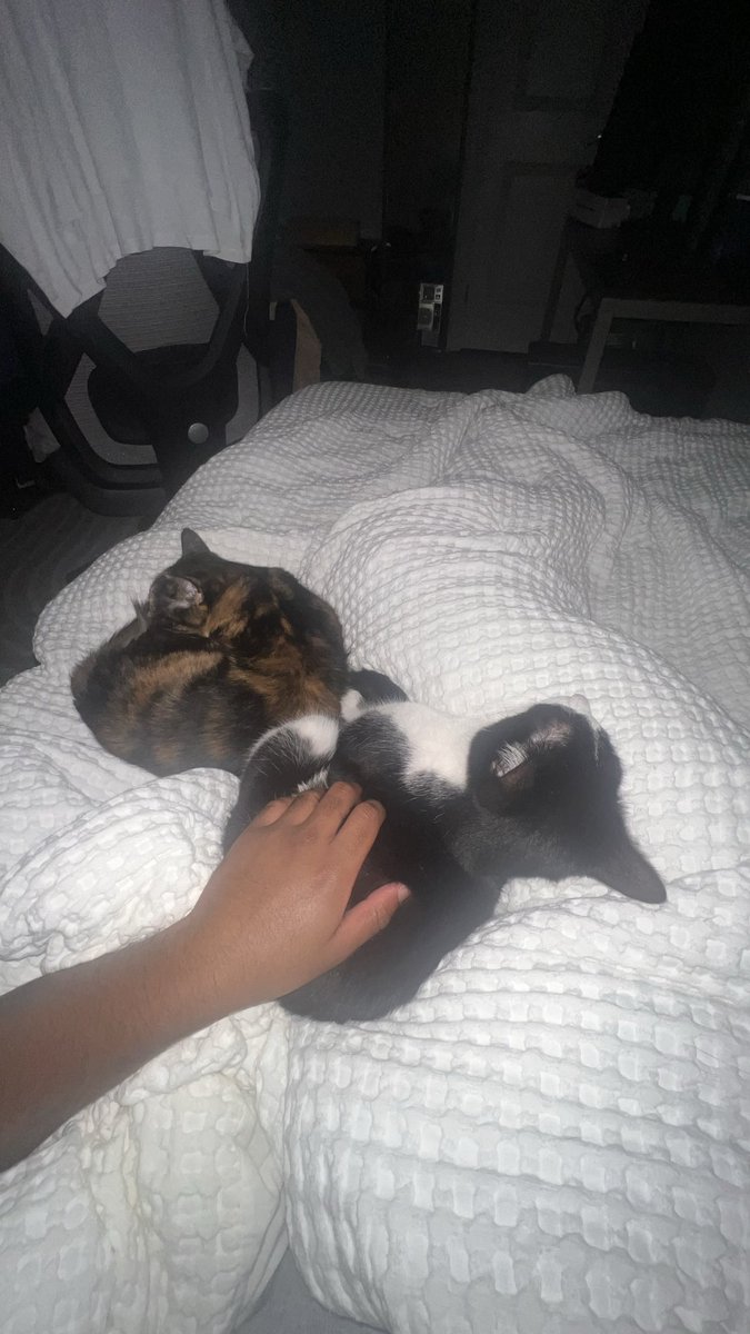 x0lodolo's tweet photo. Goodnight from me and the kitties 🐶🐱😴 https://t.co/VHtS1ozO9h