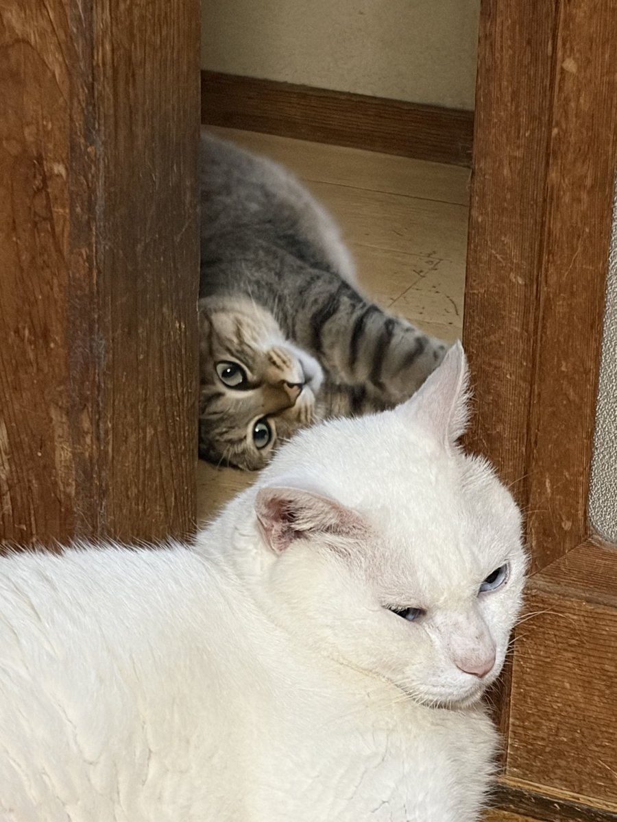 michi_0725's tweet photo. 何も知らない猫と狙う猫 https://t.co/uXCDoNwpT8