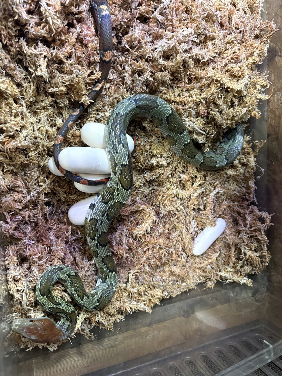 farm_mk's tweet photo. 帰宅。
6個確認。以前いた個体は最初の産卵は7、8個だったけど、こんないい感じの卵ではなかった記憶が。
あとは発生してくれると尚良し。
亀の卵は有り合わせの土か、産卵場所の土使うけど、この水苔はしっかり殺菌してます 笑 https://t.co/djhPbE6dEy
