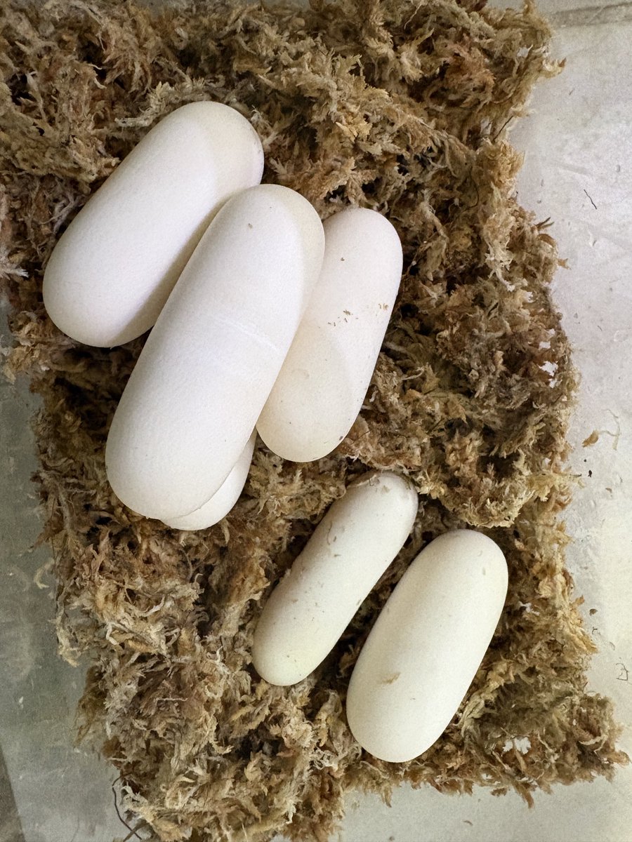 farm_mk's tweet photo. 帰宅。
6個確認。以前いた個体は最初の産卵は7、8個だったけど、こんないい感じの卵ではなかった記憶が。
あとは発生してくれると尚良し。
亀の卵は有り合わせの土か、産卵場所の土使うけど、この水苔はしっかり殺菌してます 笑 https://t.co/djhPbE6dEy