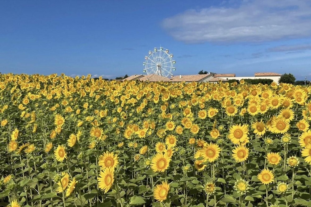 fashionpressnet's tweet photo. 横須賀「ソレイユの丘」に約10万本のヒマワリが開花、青空と海に映える絶景やひまわりグルメ - https://t.co/7uLN3atRwn https://t.co/KiXgCdPM4y