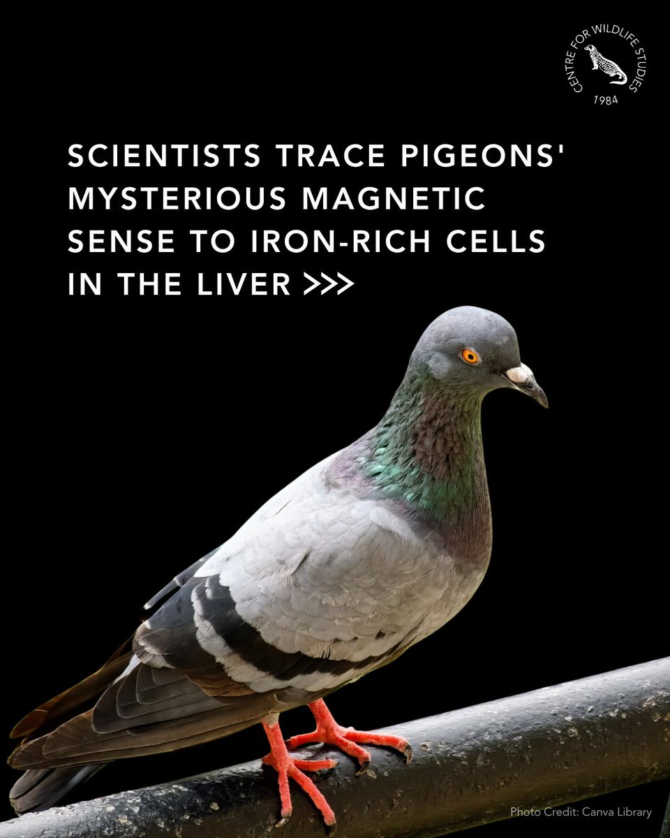 cwsindia's tweet photo. Scientists Trace Pigeons' Mysterious Magnetic Sense To Iron-Rich Cells In The Liver. Read the article at https://t.co/rtbJYi3mnU
#PigeonResearch #MagneticSense #AnimalBehavior #WildlifeScience https://t.co/gJfkDQ2lAx
