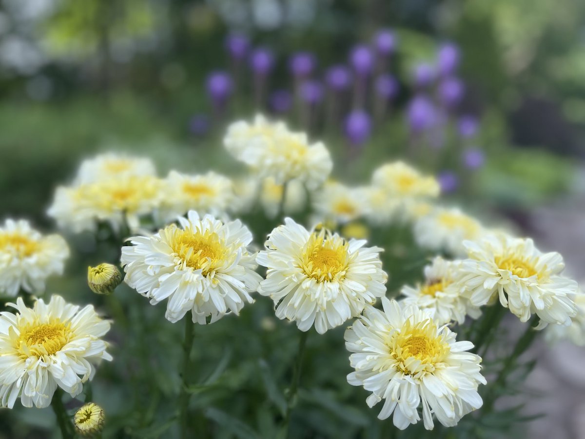 BlacksWeather's tweet photo. More colourful July blooms. While it’s a cool 11° now, plenty of developing sunshine will boost afternoon temps into the mid 20s with low humidity. Wind W ⬆️ 15-25 with a few higher gusts. Low 13° (normal low is 16°). A mix of sun &amp; cloud Fri &amp; 27°. More sun Saturday &amp; 28°. 😎 https://t.co/axN3rYiBgz